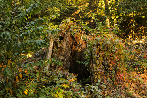 Photo of a stump in fall lighting